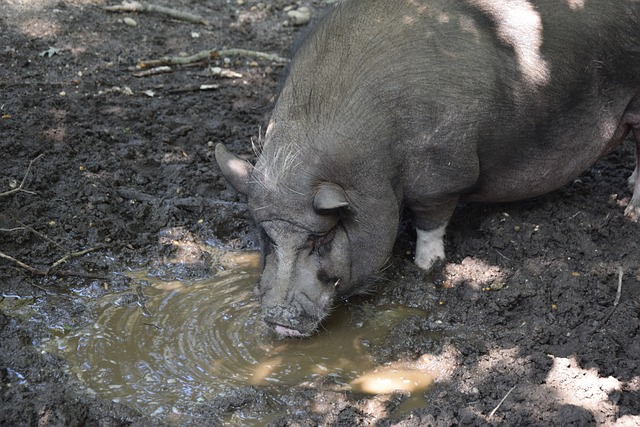 閔鹿蕾親傳 閔鹿蕾親傳