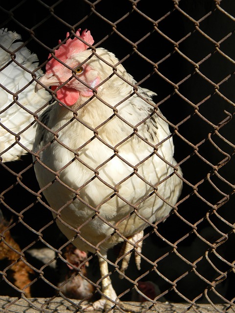 伊恩賴特：祝願熱刺新帥波斯開局順遂，相信不論凱恩離留皆已備好！.